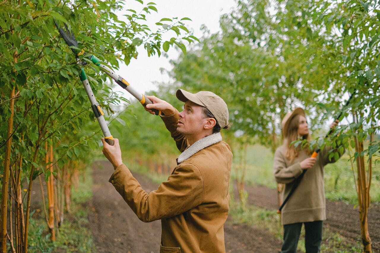 Best Emergency Tree Service  in Marathon, FL